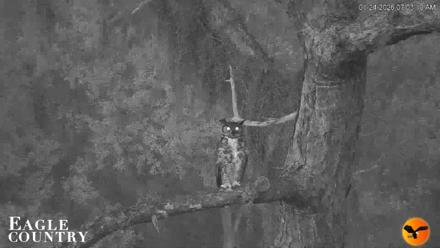 Eagle Country Great Horned Owl Nest Live Cam - Jan 24, 2026, 7:51am EST