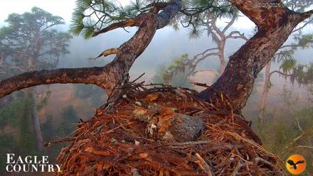 Eagle Country Great Horned Owl Nest Live Cam - Feb 20, 2026, 7:18am EST
