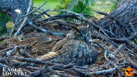 Eagle Country Great Horned Owl Nest Live Cam - Mar 24, 2026, 6:41pm EDT