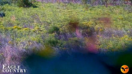 Eagle Country Great Horned Owl Nest Live Cam - Oct 15, 2026, 4:34pm EDT