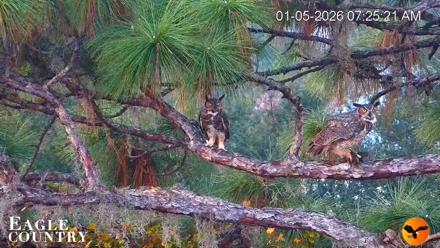 Eagle Country Great Horned Owl Nest Live Cam - Jan 5, 2026, 7:25am EST