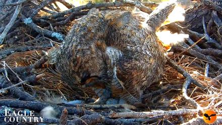 Eagle Country Great Horned Owl Nest Live Cam - Feb 21, 2026, 6:05pm EST