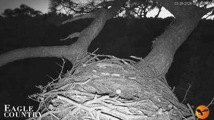 Eagle Country Great Horned Owl Nest Live Cam - Mar 26, 2026, 8:12pm EDT