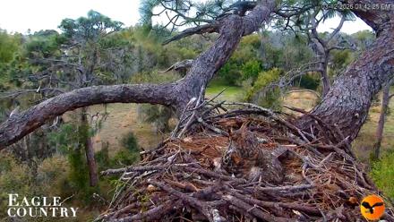 Eagle Country Great Horned Owl Nest Live Cam - Mar 12, 2026, 1:43pm EDT