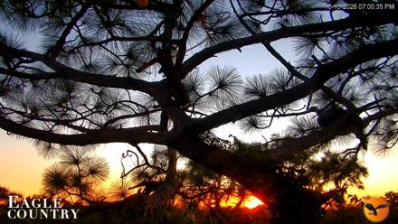 Eagle Country Great Horned Owl Nest Live Cam - Oct 13, 2026, 7:01pm EDT