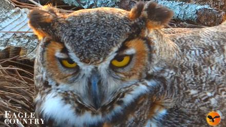 Eagle Country Great Horned Owl Nest Live Cam - Feb 14, 2026, 5:59pm EST