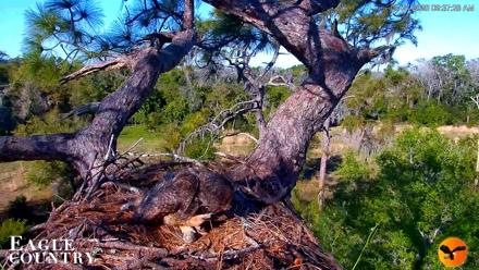 Eagle Country Great Horned Owl Nest Live Cam - Mar 21, 2026, 7:36pm EDT