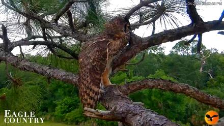 Eagle Country Great Horned Owl Nest Live Cam - Apr 4, 2026, 6:53pm EDT
