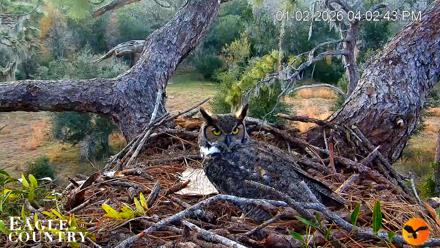 Eagle Country Great Horned Owl Nest Live Cam - Jan 2, 2026, 4:03pm EST