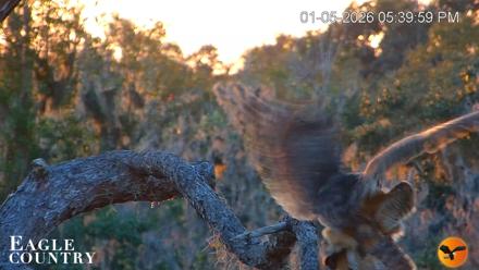 Eagle Country Great Horned Owl Nest Live Cam - Jan 5, 2026, 5:40pm EST