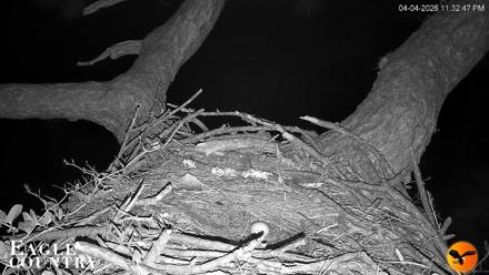 Eagle Country Great Horned Owl Nest Live Cam - Apr 4, 2026, 11:33pm EDT