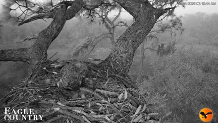 Eagle Country Great Horned Owl Nest Live Cam - Jan 24, 2026, 7:48am EST