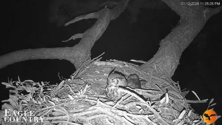 Eagle Country Great Horned Owl Nest Live Cam - Jan 12, 2026, 11:06pm EST
