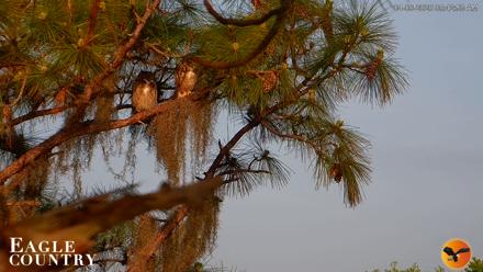 Eagle Country Great Horned Owl Nest Live Cam - Apr 6, 2026, 9:14am EDT