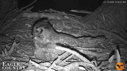 Eagle Country Great Horned Owl Nest Live Cam - Jan 12, 2026, 12:45am EST