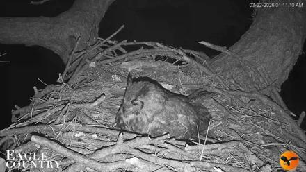 Eagle Country Great Horned Owl Nest Live Cam - Mar 22, 2026, 1:12am EDT