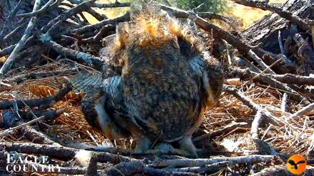 Eagle Country Great Horned Owl Nest Live Cam - Feb 21, 2026, 6:26pm EST