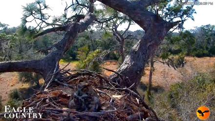Eagle Country Great Horned Owl Nest Live Cam - Feb 26, 2026, 3:09pm EST