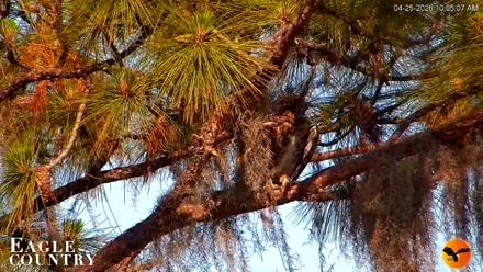 Eagle Country Great Horned Owl Nest Live Cam - Apr 25, 2026, 10:06am EDT