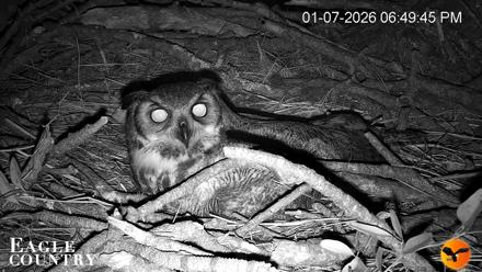 Eagle Country Great Horned Owl Nest Live Cam - Jan 7, 2026, 6:50pm EST
