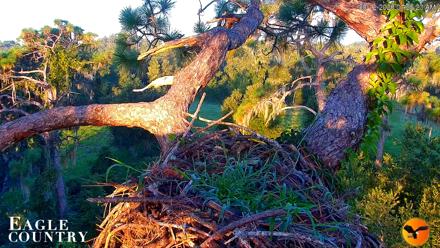 Eagle Country Great Horned Owl Nest Live Cam - Aug 12, 2026, 7:26am EDT
