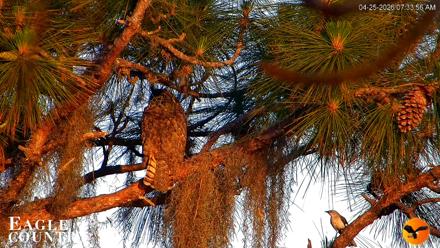 Eagle Country Great Horned Owl Nest Live Cam - Apr 25, 2026, 7:50am EDT