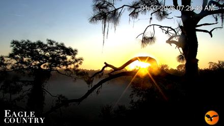 Eagle Country Great Horned Owl Nest Live Cam - Jan 3, 2026, 7:29am EST