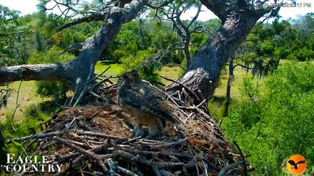 Eagle Country Great Horned Owl Nest Live Cam - Mar 24, 2026, 6:43pm EDT