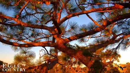 Eagle Country Great Horned Owl Nest Live Cam - Oct 14, 2026, 7:52am EDT