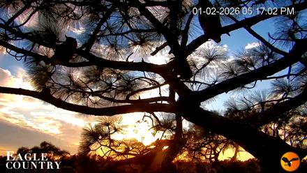 Eagle Country Great Horned Owl Nest Live Cam - Jan 2, 2026, 5:17pm EST