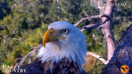 Eagle Country Bald Eagles Nest Live Cam - Nov 12, 2025, 9:26am EST