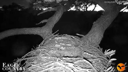 Eagle Country Great Horned Owl Nest Live Cam - Feb 4, 2026, 6:47pm EST