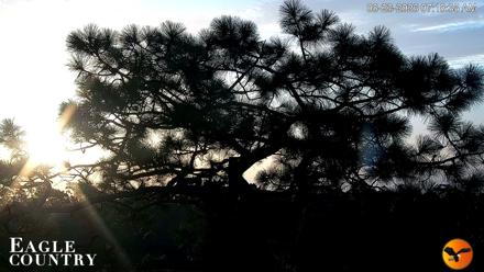 Eagle Country Great Horned Owl Nest Live Cam - Aug 23, 2026, 7:19am EDT