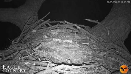 Eagle Country Great Horned Owl Nest Live Cam - Feb 28, 2026, 9:13pm EST
