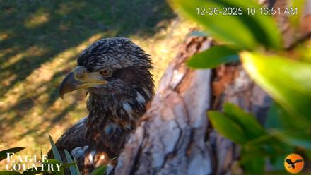 Eagle Country Bald Eagles Nest Live Cam - Dec 26, 2025, 10:17am EST