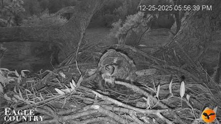Eagle Country Bald Eagles Nest Live Cam - Dec 25, 2025, 5:57pm EST