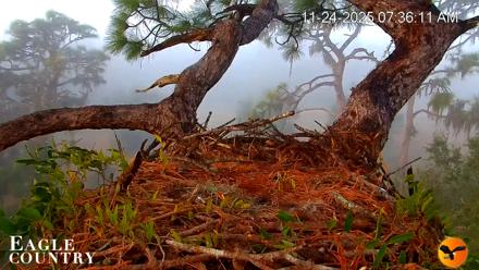 Eagle Country Bald Eagles Nest Live Cam - Nov 24, 2025, 7:37am EST