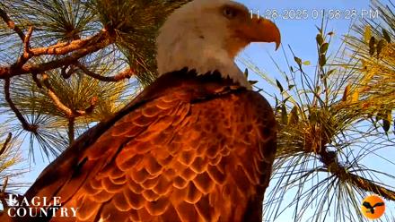 Eagle Country Bald Eagles Nest Live Cam - Nov 28, 2025, 1:59pm EST