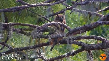 Eagle Country Great Horned Owl Nest Live Cam - Apr 25, 2026, 3:31pm EDT