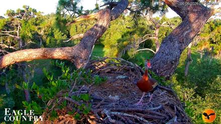 Eagle Country Great Horned Owl Nest Live Cam - Jun 6, 2026, 7:14am EDT