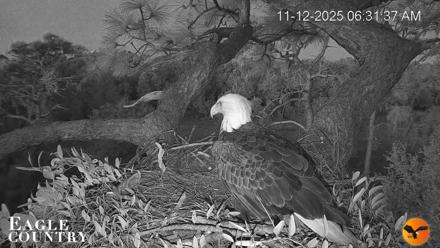 Eagle Country Bald Eagles Nest Live Cam - Nov 12, 2025, 9:26am EST