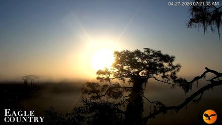 Eagle Country Great Horned Owl Nest Live Cam - Apr 27, 2026, 7:22am EDT