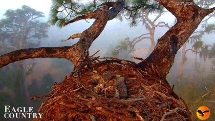 Eagle Country Great Horned Owl Nest Live Cam - Feb 27, 2026, 7:22am EST