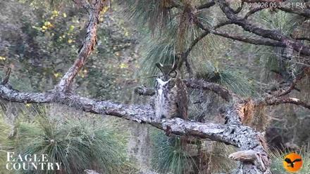Eagle Country Great Horned Owl Nest Live Cam - Jan 14, 2026, 5:35pm EST