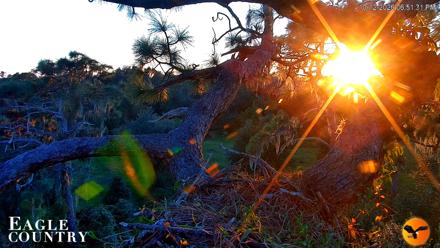 Eagle Country Great Horned Owl Nest Live Cam - Oct 12, 2026, 6:52pm EDT