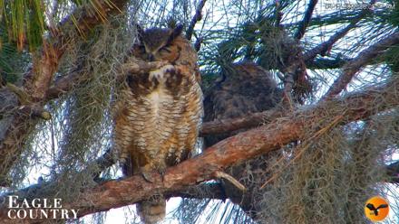 Eagle Country Great Horned Owl Nest Live Cam - Apr 17, 2026, 8:07am EDT