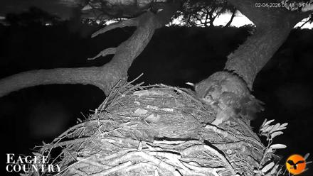 Eagle Country Great Horned Owl Nest Live Cam - Feb 4, 2026, 6:49pm EST