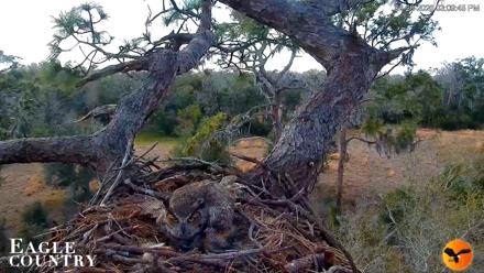 Eagle Country Great Horned Owl Nest Live Cam - Feb 26, 2026, 3:10pm EST