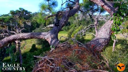 Eagle Country Great Horned Owl Nest Live Cam - Oct 4, 2026, 9:07am EDT