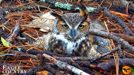Eagle Country Great Horned Owl Nest Live Cam - Jan 15, 2026, 11:55am EST